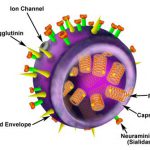 H1N1