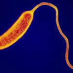 vibrio-cholerae