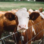brown-and-white-cattle-behind-gray-fence-3214973