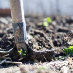 agriculture-backyard-blur-close-up-296230